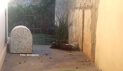 Após denúncia, polícia investiga morte de animal abandonado em Marília