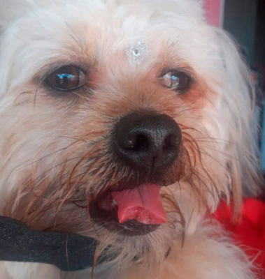Cachorro tem língua cortada durante tosa em pet shop