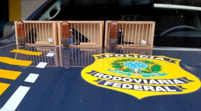 Homem é surpreendido pela PRF transportando pássaros sem autorização