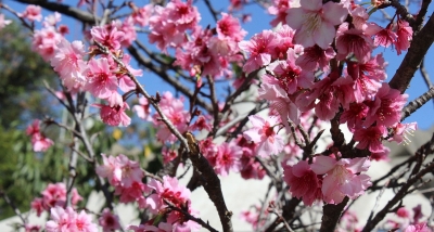 Unimed Marília: Cultura e Bem-Estar em Parceria com o Cerejeiras Festival