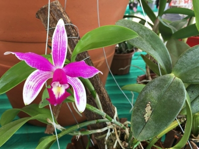 Orquidário Vismara apresenta Festival de Orquídeas em Marília