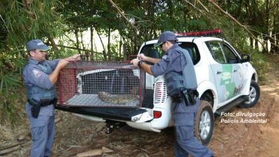 Após captura, jacaré ganha a liberdade
