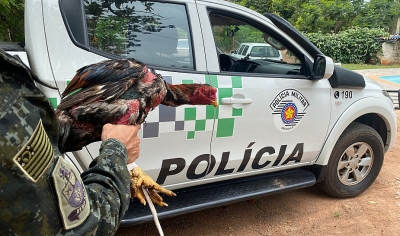 Sitiante é multado em R$ 9 mil por realizar rinha de galos em Marília