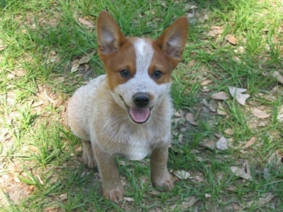 Criminoso invade casa e furta cachorro
