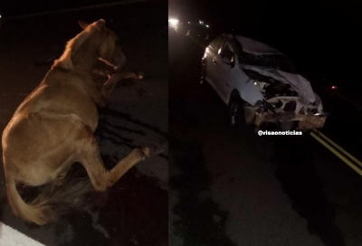 Cavalos na pista causam grave acidente em Marília