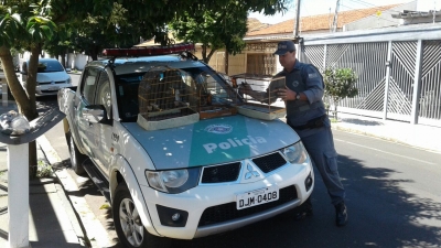 PM Ambiental liberta pássaros mantidos em cativeiro