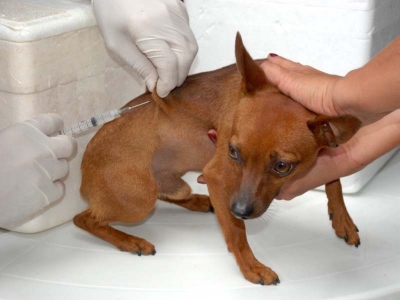 Vacinação antirrábica começa neste sábado e zona norte será a primeira região atendida