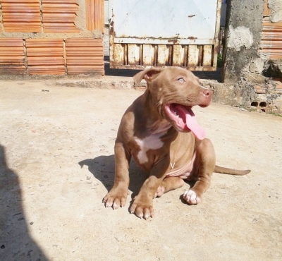 Polícia recupera filhote furtado na zona norte