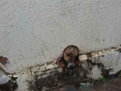 Bombeiros resgatam cão preso em saída de água