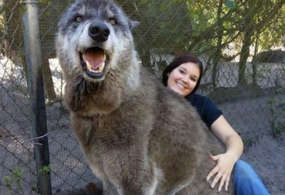 Os seus donos o abandonam em um canil porque é muito grande e agressivo