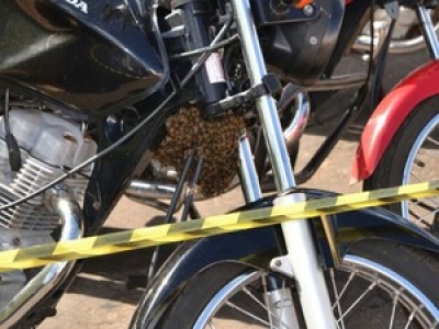 Abelhas se alojam em moto e assustam moradores