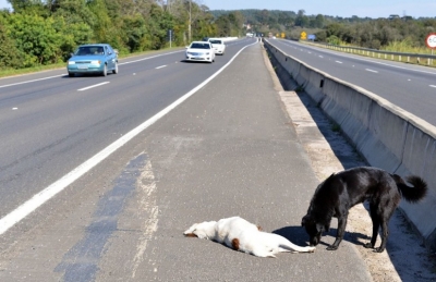 Cão vela companheiro morto por 16 horas em rodovia