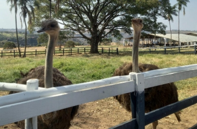 Unimar abre Fazenda Experimental para visitação gratuita em Marília