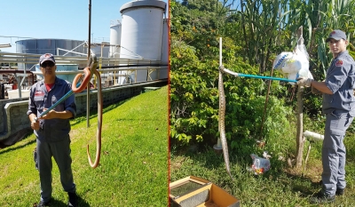 Após mais de 100 capturas, cobras causam medo na população. O que fazer?