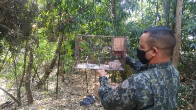 Mulher leva multa de R$ 3,5 mil por manter maritaca em cativeiro