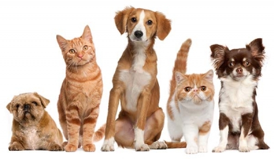 Verão exige cuidados redobrados contra pulgas e carrapatos