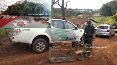 PM e Ambiental fazem apreensão de drogas, pés de maconha e ave silvestres