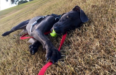 Cãozinho desnutrido ganha lar e 16 quilos