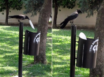 Corvo faz sucesso ao recolher lixo e colocá-lo em lixeira