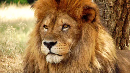 Pessoas físicas terão até 29 de abril para declarar o Imposto de Renda