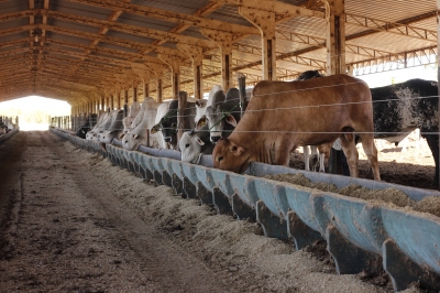 Unimar destaca e celebra o Dia do Médico Veterinário