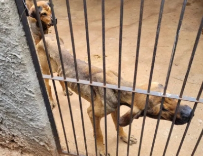 Polícia Ambiental flagra mais de 140 animais em situação de maus-tratos 