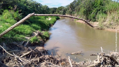 Agrotóxicos: Comitê lança luz sobre os riscos à saúde e ao meio ambiente