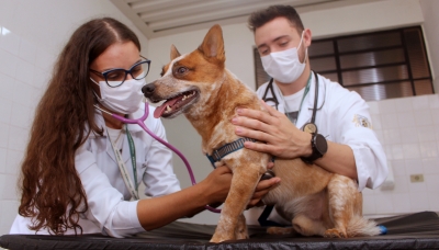 Hospital Veterinário da Unimar oferece tratamento oncológico para cães e gatos 