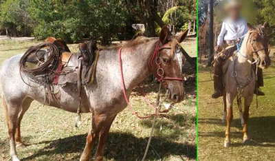 Furto de animais mobiliza internet em Marília