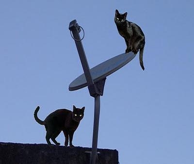 Gambiarras de TV a cabo disparam no país 