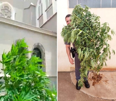 Polícia apreende pé de maconha plantado ao lado de igreja