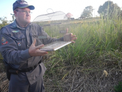 Polícia Ambiental resgata pássaros em cativeiro