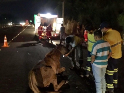 Motociclista fica ferido após atropelar mula em rodovia