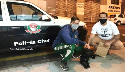 Animal vítima de maus tratos em Marília é resgatado por ONG e está sob tratamento