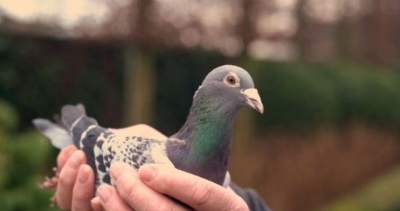 Armando, o pombo mais veloz do mundo, é vendido por mais de R$ 5 milhões