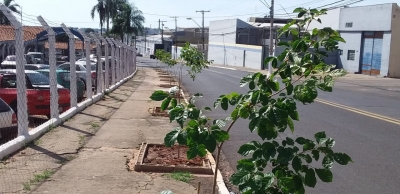 Visando meta do Programa Município VerdeAzul,  Marília dá início à arborização urbana central