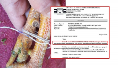Justiça dá liminar para não sacrificar galos apreendidos em rinha. Mas, decisão chega tarde