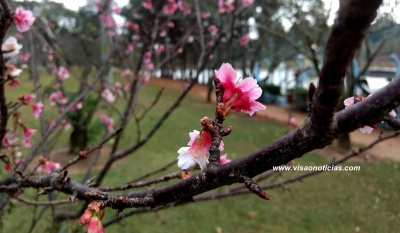 Florada da cerejeira em Garça encanta, mesmo com festa cancelada devido à pandemia