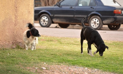 Homem fica ferido ao desviar veículo de cachorro na SP-294