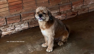 Cãozinho que desapareceu ao tomar banho em pet shop é localizado em Marília