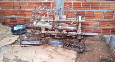 Criador de pássaros silvestres é multado em R$ 6 mil em Marília