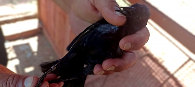 Pássaros em cativeiro: Polícia Ambiental de Marília aplica multas de R$ 5 mil