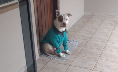 Morador recebe bilhete com ameaça por cachorro não parar de latir: 