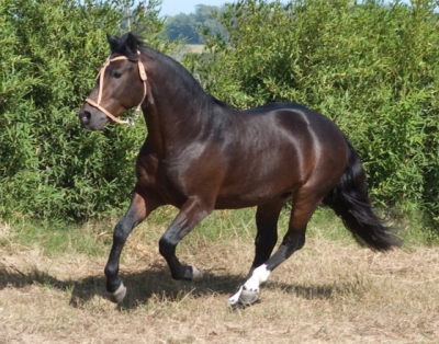 Cavalo morre um mês após ser leiloado por quase R$ 7 milhões