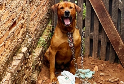 Cão é encontrado amarrado com correntes e cadeados