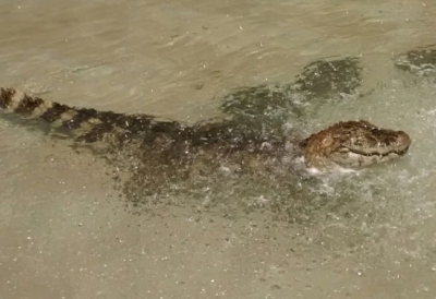 Com idade muito avançada, morre o jacaré do Bosque em Garça