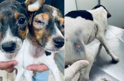 Proprietário de pet shop é multado em R$ 12 mil por maus-tratos a animais 