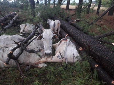 Forte chuva de granizo e vento causa destruição em Guarantã