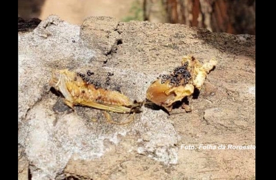 Suspeito de envenenar gatos é detido pela polícia