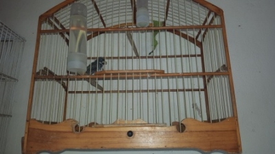 Polícia Ambiental resgata pássaros em Marília